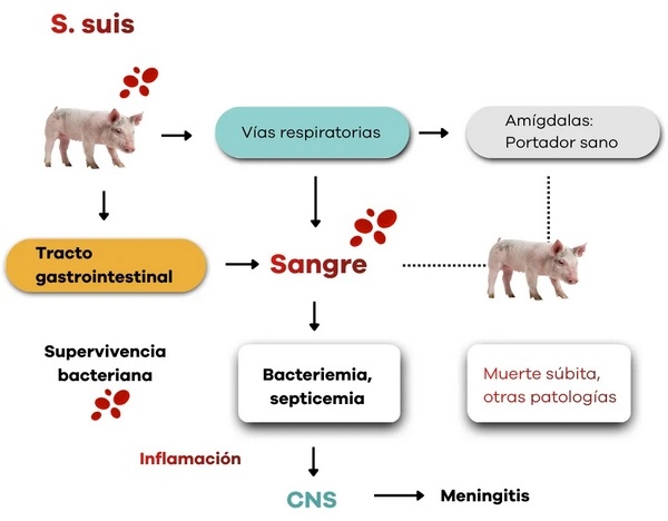 Streptococcus suis: Vacunación y prevención en la industria porcina - Image 2