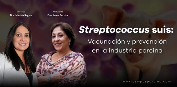 Streptococcus suis: Vacunación y prevención en la industria porcina - Image 5