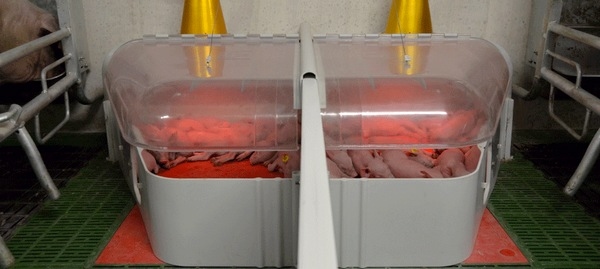 ¿Cómo podemos reducir el riesgo de hipotermia en lechones? - Image 2