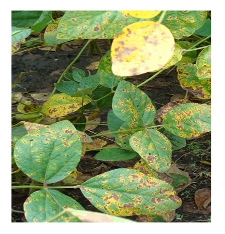 Mancha marrón en soja resistente a estrobilurinas - Image 1