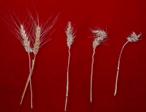 Figura 5. Distorsión de espigas de trigo causada por di b T ti i li ió li id