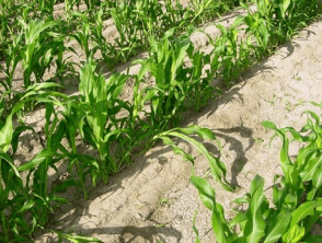 Figura 3. Curvatura de tallos en sorgo causada por 2,4-D. 