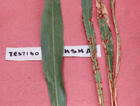 CLASIFICACIÓN ACTUALIZADA DE LOS HERBICIDAS POR SU MECANISMO DE ACCIÓN - Image 1