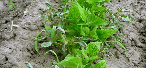 CLASIFICACIÓN ACTUALIZADA DE LOS HERBICIDAS POR SU MECANISMO DE ACCIÓN - Image 11