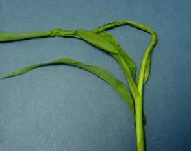 Figura 2. Malformaciones en hojas o “acebollamiento” causado por 2 4 D en sorgo