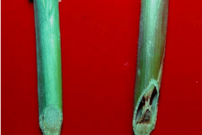 CLASIFICACIÓN ACTUALIZADA DE LOS HERBICIDAS POR SU MECANISMO DE ACCIÓN - Image 4