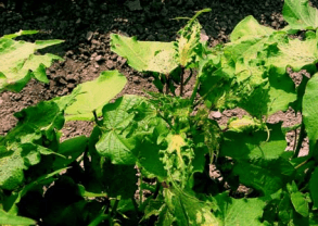 Figura 6. Planta de algodonero con síntomas de daño por 