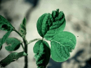 Figura 10. Planta de soya con malformaciones de hojas 