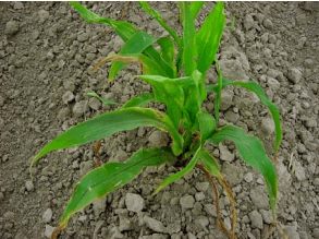 CLASIFICACIÓN ACTUALIZADA DE LOS HERBICIDAS POR SU MECANISMO DE ACCIÓN - Image 7