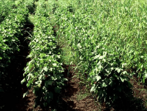 Figura 20. Control de zacate Johnson en algodonero con la aplicación de clethodim. Surcos sin tratar a la 