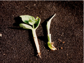 Figura 8. Planta de frijol con engrosamiento del hipocotilo causado por trifluralina. A la derecha, planta de maíz sin 