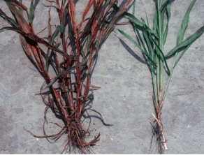 Figura 22. Coloración rojiza en planta de zacate Johnson causada por nicosulfuron. Testigo sin aplicación a la 