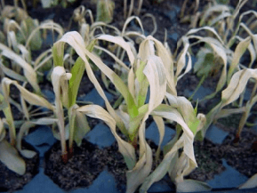 CLASIFICACIÓN ACTUALIZADA DE LOS HERBICIDAS POR SU MECANISMO DE ACCIÓN - Image 10