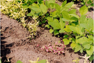 CLASIFICACIÓN ACTUALIZADA DE LOS HERBICIDAS POR SU MECANISMO DE ACCIÓN - Image 3