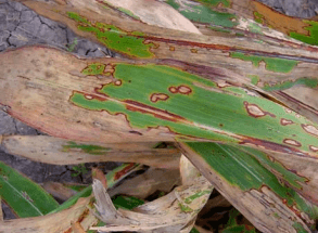 Figura 27. Necrosis en sorgo ocasionada por la aplicación de glufosinato
