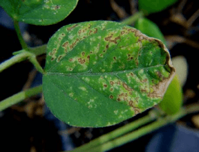 CLASIFICACIÓN ACTUALIZADA DE LOS HERBICIDAS POR SU MECANISMO DE ACCIÓN - Image 12