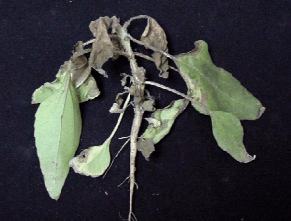 CLASIFICACIÓN ACTUALIZADA DE LOS HERBICIDAS POR SU MECANISMO DE ACCIÓN - Image 6