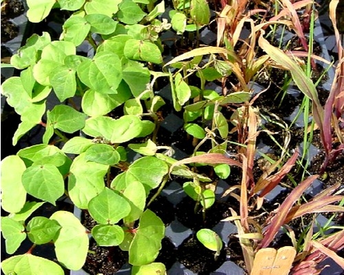 Clasificación actualizada de los herbicidas por su mecanismo de acción - Image 1