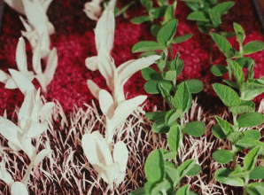 CLASIFICACIÓN ACTUALIZADA DE LOS HERBICIDAS POR SU MECANISMO DE ACCIÓN - Image 2