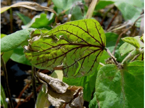 CLASIFICACIÓN ACTUALIZADA DE LOS HERBICIDAS POR SU MECANISMO DE ACCIÓN - Image 5