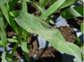 CLASIFICACIÓN ACTUALIZADA DE LOS HERBICIDAS POR SU MECANISMO DE ACCIÓN - Image 9