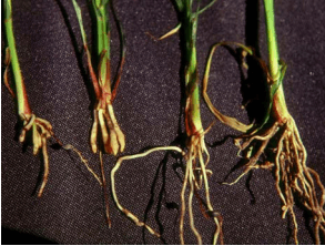 Figura 7. Tumoración en raíces de sorgo causada por pendimetalina. Testigo sin aplicación a la derecha. 
