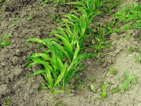 Figura 15. Necrosis ligera en plantas de sorgo 