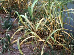 Figura 25. Clorosis y necrosis en plantas de zacate Johnson por la aplicación de glifosato