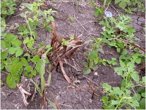 Figura 18. Coloración rojiza en zacate Johnson Sorghum halepense (L.) Pers. por la aplicación de 