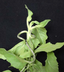 Figura 1. Epinastia causada por 2,4-D en polocote Helianthus annuus L. 