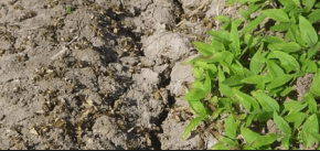 Figura 13. Necrosis causada por bromoxinil en polocote. 