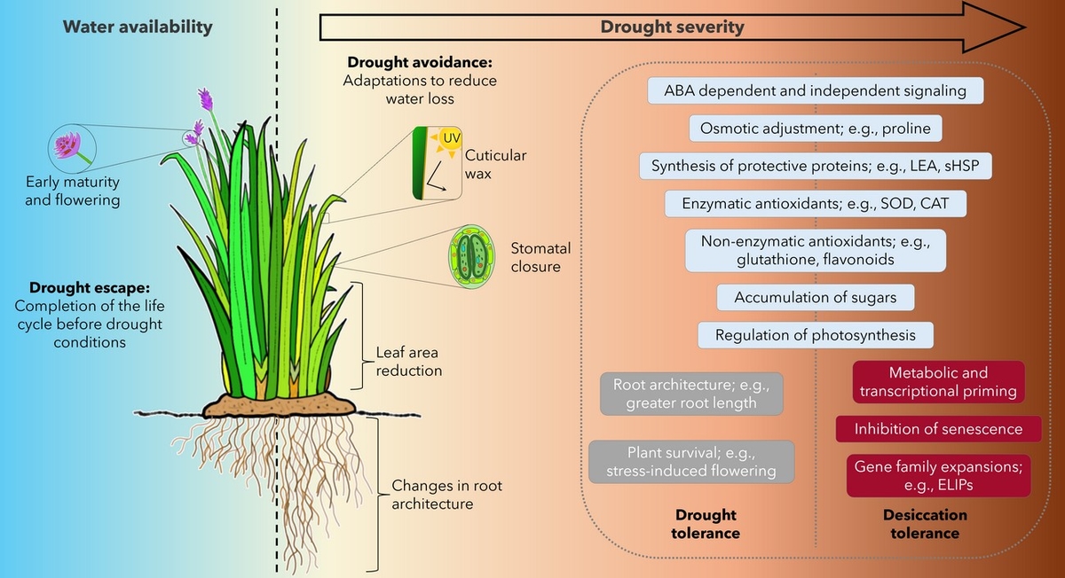 Plantas de la resurrección: Se redefine la tolerancia de los cultivos a la sequía? - Image 1