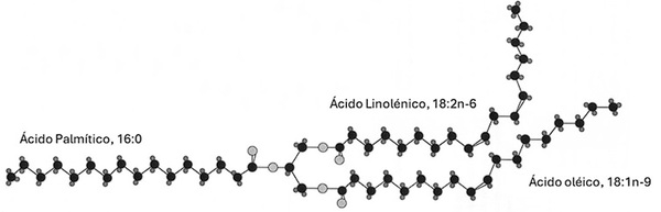 Beneficios de la carne Wagyu para la salud - Image 4