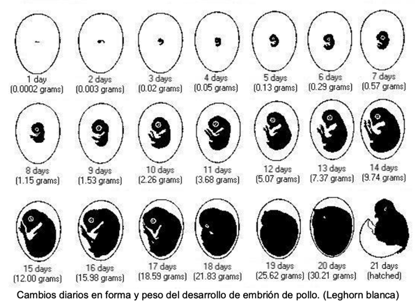  Cambios diarios en forma y peso del desarrollo de embrión de pollo. (Leghorn blanca)