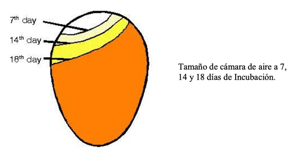 EMBRIODIAGNOSIS - Image 3