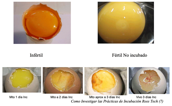 EMBRIODIAGNOSIS - Image 4