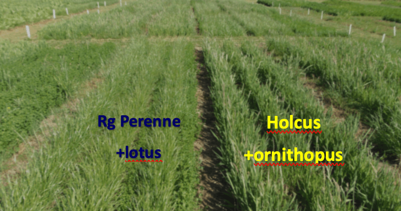 Producción anual y estacional de mezclas forrajeras con lotus u ornithopus asociadas a gramíneas - Image 3