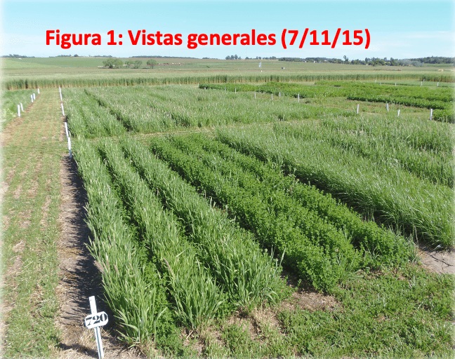 Producción anual y estacional de mezclas forrajeras con lotus u ornithopus asociadas a gramíneas - Image 1