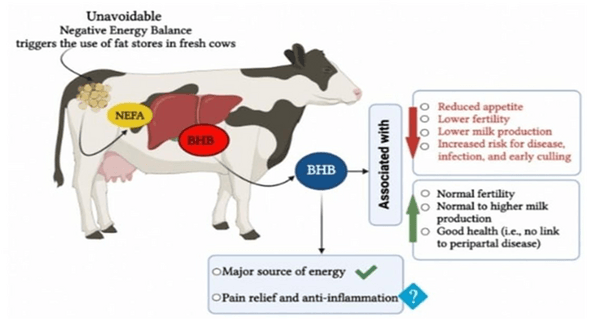El preparto: el verdadero punto crítico del éxito en tambos con ordeño robotizado - Image 2