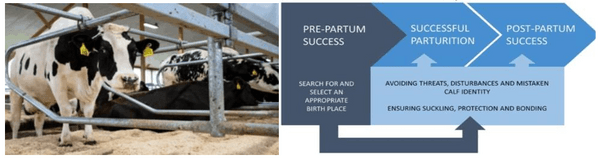 El preparto: el verdadero punto crítico del éxito en tambos con ordeño robotizado - Image 1