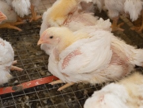 ¿Por qué la salud intestinal de los pollos de engorde es la clave para reducir los trastornos intestinales en la producción avícola? - Image 3