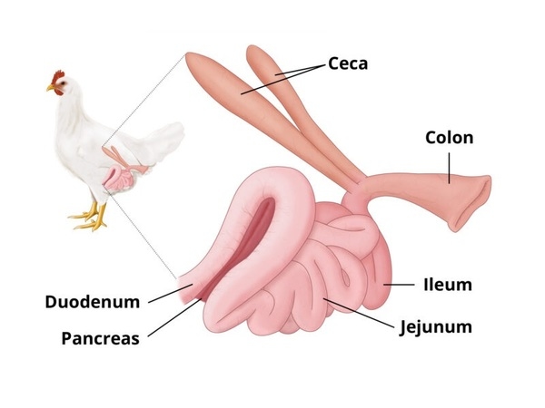 ¿Por qué la salud intestinal de los pollos de engorde es la clave para reducir los trastornos intestinales en la producción avícola? - Image 1