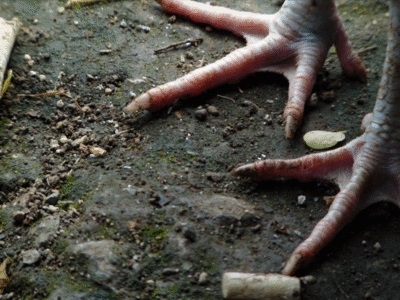 ¿Por qué la salud intestinal de los pollos de engorde es la clave para reducir los trastornos intestinales en la producción avícola? - Image 4