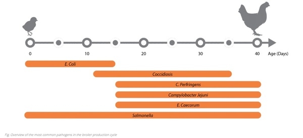 ¿Por qué la salud intestinal de los pollos de engorde es la clave para reducir los trastornos intestinales en la producción avícola? - Image 5