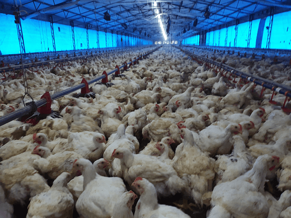 Efecto de la alfa-monolaurina en el control del síndrome de liberación de citocinas durante la infección por influenza aviar. - Image 1