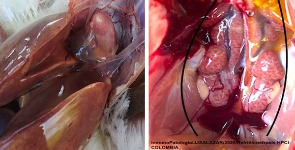 Epidemiologia y Caracterización Molecular del Virus de FAdV(Adenovirus Aviar) en Colombia (2025) - Image 6