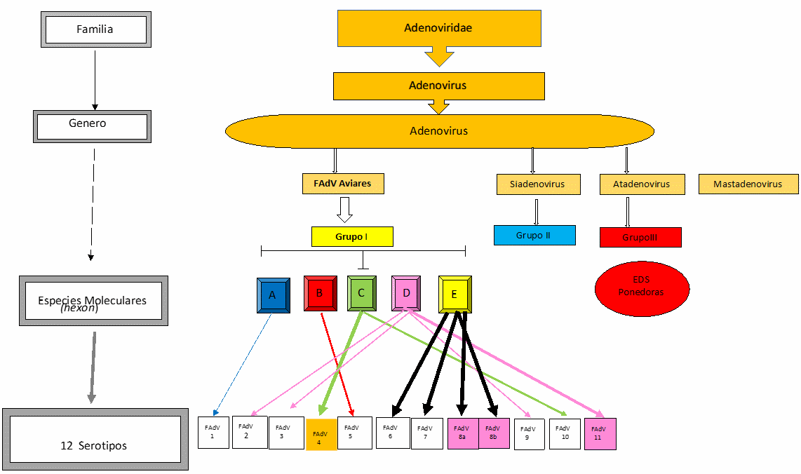 Epidemiologia y Caracterización Molecular del Virus de FAdV(Adenovirus Aviar) en Colombia (2025) - Image 3