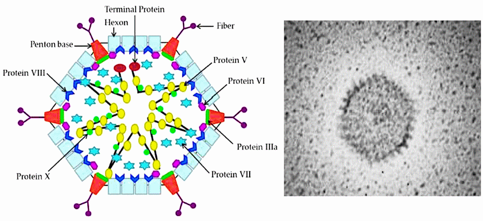 Epidemiologia y Caracterización Molecular del Virus de FAdV(Adenovirus Aviar) en Colombia (2025) - Image 1