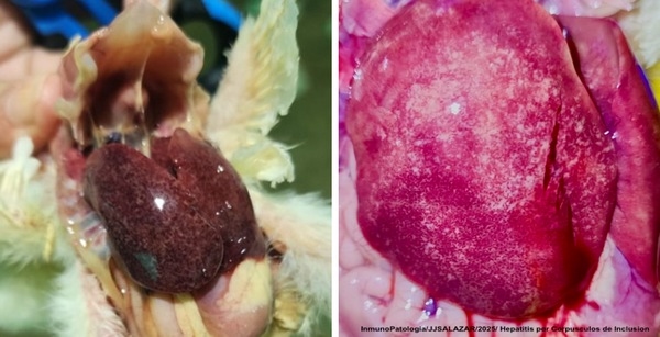 Epidemiologia y Caracterización Molecular del Virus de FAdV(Adenovirus Aviar) en Colombia (2025) - Image 5