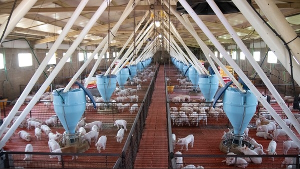 ¿Cuántos animales son suficientes? Tamaño muestral y poder estadístico en ensayos comerciales - Image 1